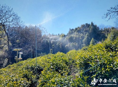 中安在线黄山频道 祁门红茶 在传承中发展,让茶香飘向远方