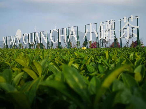 小罐茶大产业 晋级农业产业化省级重点 龙头